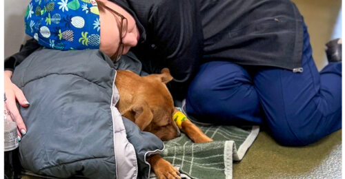 2023 Teams@Work winner Jennifer Popejoy, CVT, cuddling a puppy as he recovers from surgery.