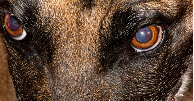 Tella the dog