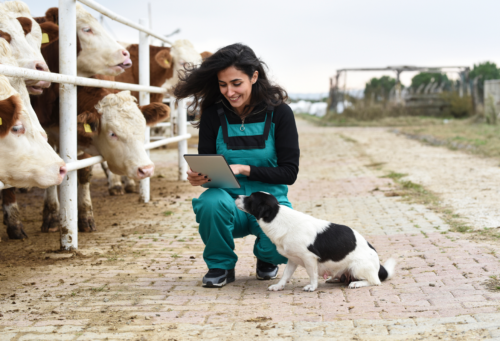 woman on a tablet next to several cows behind a fence with dog next to her
