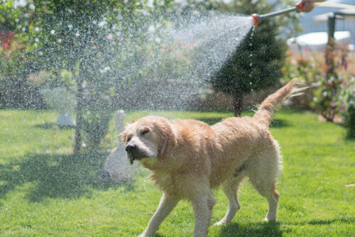 Dog outside getting sprayed by hose