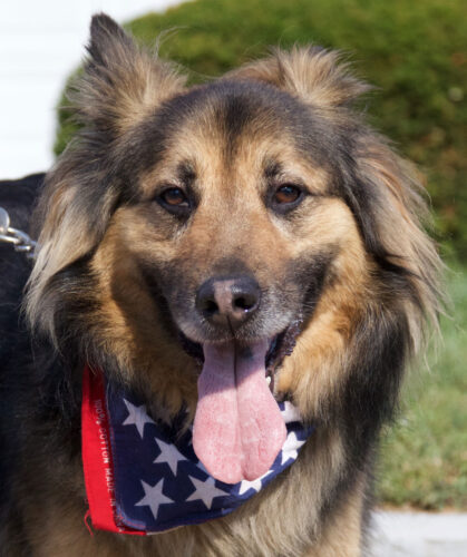 Dog wearing American flag bandana