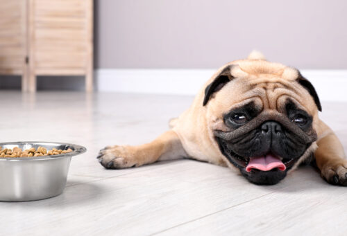 A photo of a pug coughing next to a bowl of dry kibble.