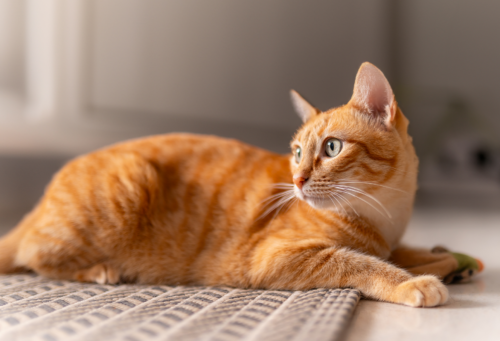 orange cat laying on kitchen floor