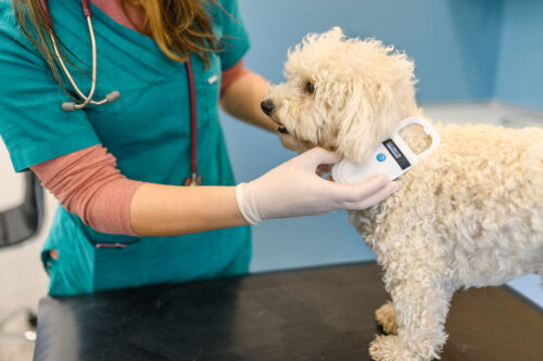 Vet scanning dog's microchip