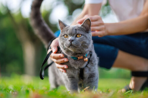 Grey cat in the grass with a person's hands on it