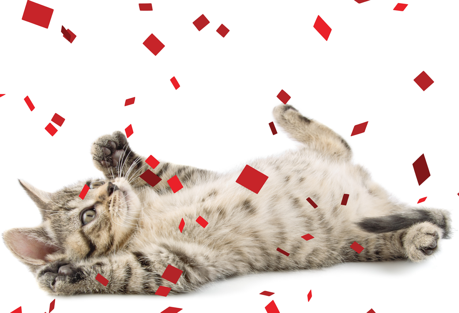 Cat playing in confetti for AAHA Day