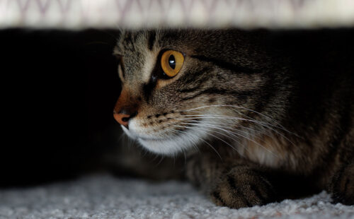 Cat hiding under bed