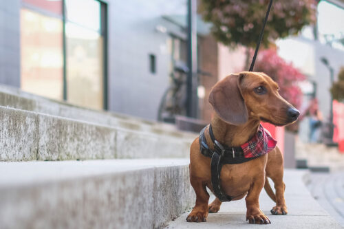 Dog being walked on pavement