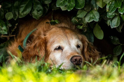 Gog sleeping outside under bush