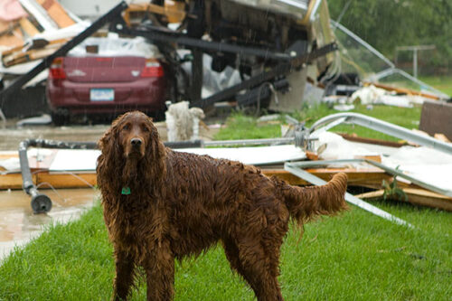 Dog standing in front of storm debris