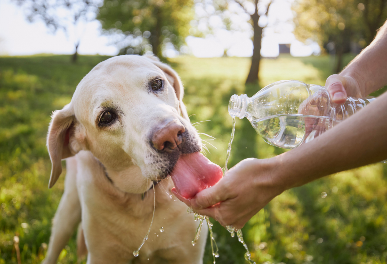 A Labrador Retriever drinks bottled water from its owner's hand on a hot, sunny day.
