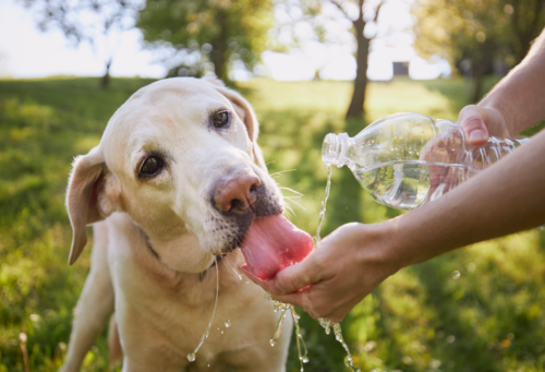 A Labrador Retriever drinks bottled water from its owner's hand on a hot, sunny day.