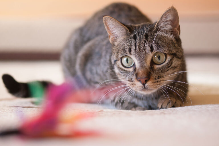 Feline Fitness How To Help Your Cat Lose Weight AAHA Feline fitness how to help your cat lose weight aaha