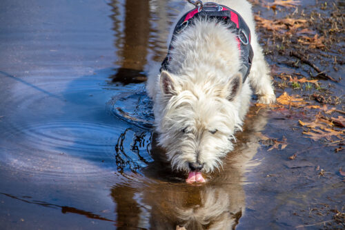 Dog drinking lake water