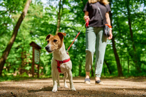 Owner walking dog on leash