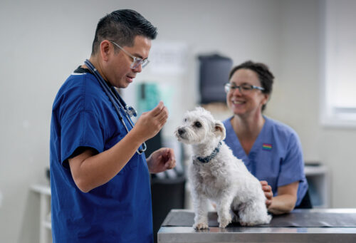 Vet examining dog