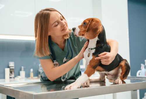 Vet holding hound dog