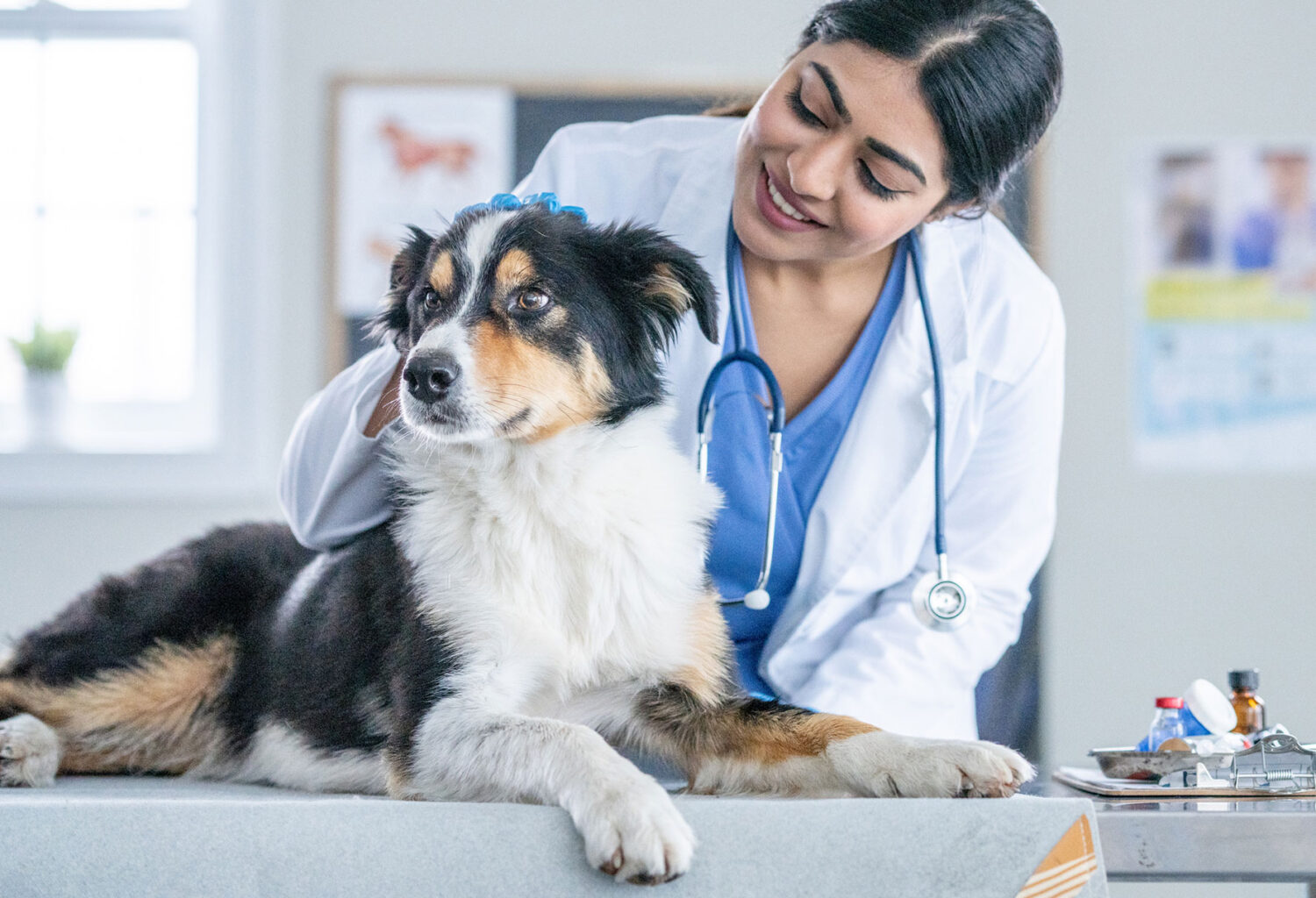Vet petting dog