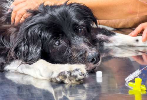 A small black and white dog lies on a veterinary table with a syringe at its side.