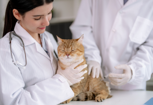 A veterinarian examines an orange cat on a table