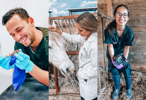 A three-panel photo shows three veterinarians caring for farm animals.