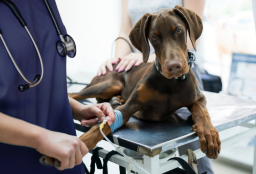 A thin brown dog sits on a veterinary table with a syringe secured by a bandage on its right leg.