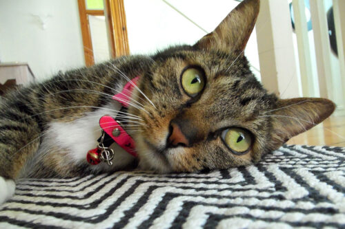 Cat Lying on carpet up-close