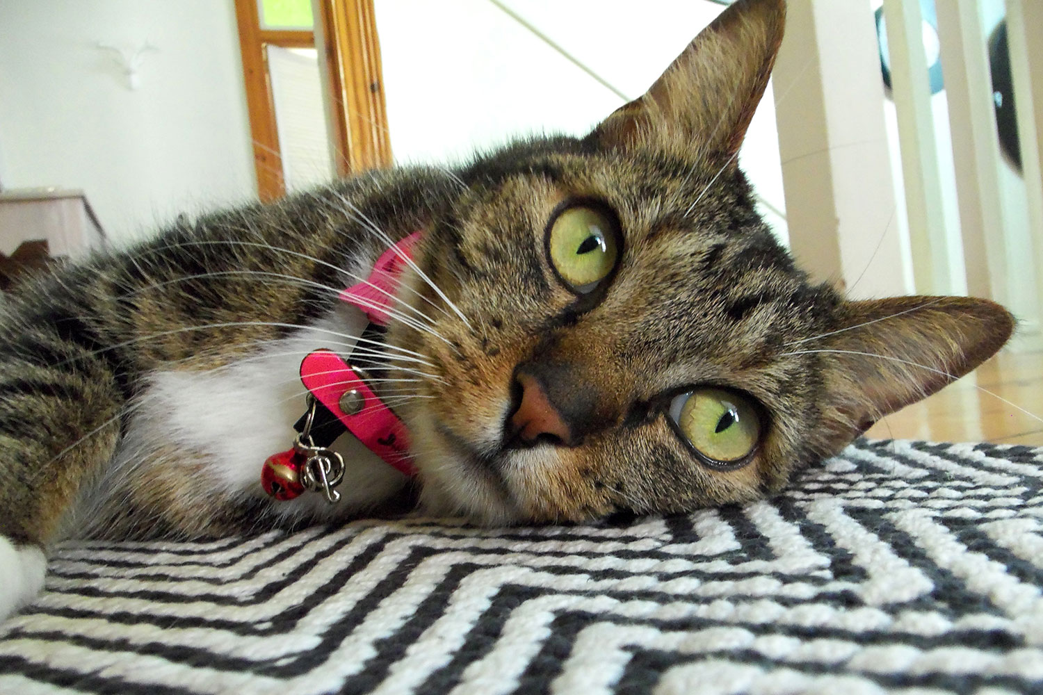 Cat Lying on carpet up-close