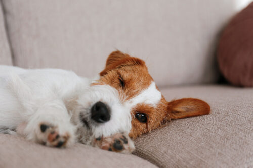 Dog lying on couch