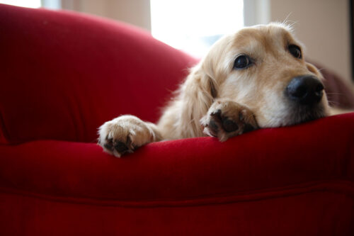 Golden retriever on couch up close