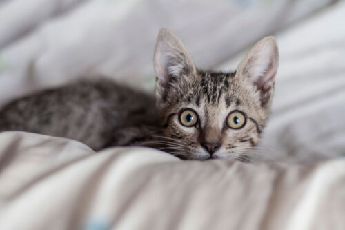 Kitten lying in blanket