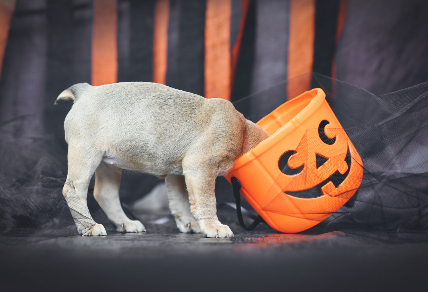 dog getting a halloween bucket