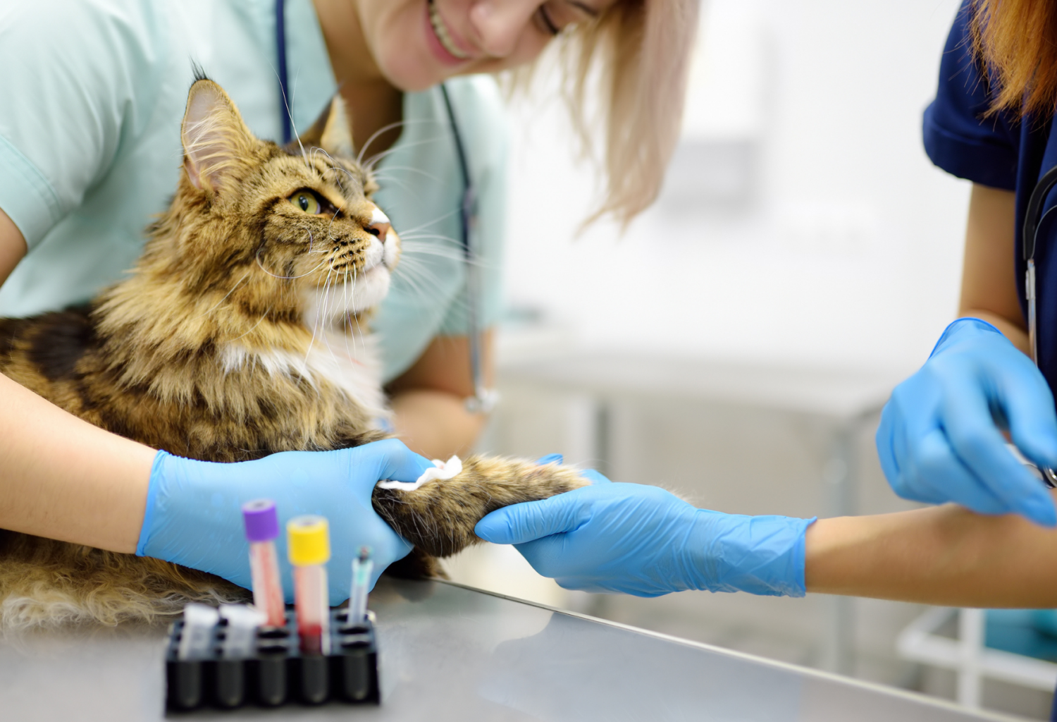 Two veterinary technicians take a blood test from a Maine Coon cat at a veterinary clinic.