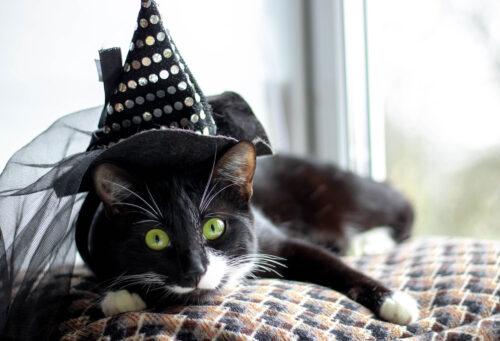 Cat in witches hat lying on blanket