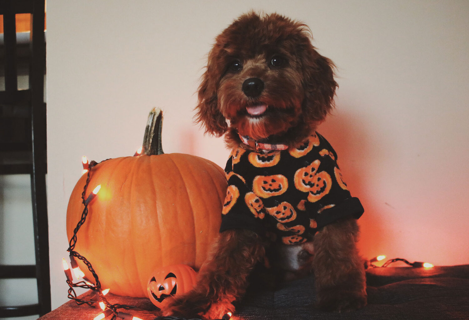 Dog in Halloween shirt next to pumpkin