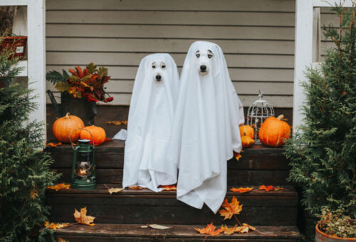 Dogs dressed as ghosts