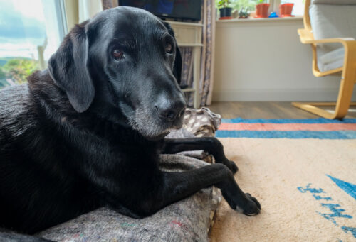 Senior Lab laying on dog bed