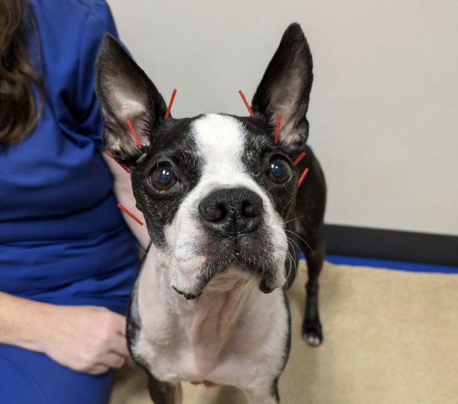 A patient receives acupuncture for treatment of masticatory myositis