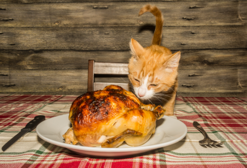 kittens stealing holiday dinner on Thanksgiving pet poison helpline