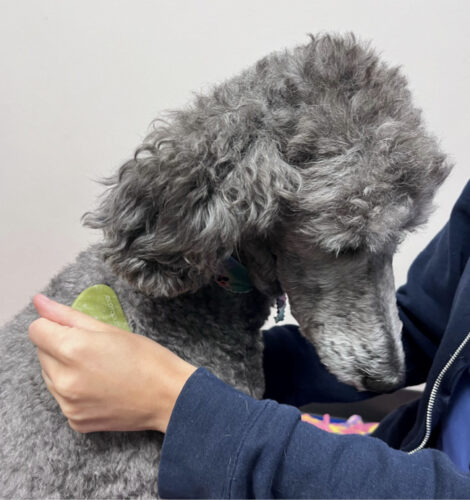 Grey poodle getting a massage