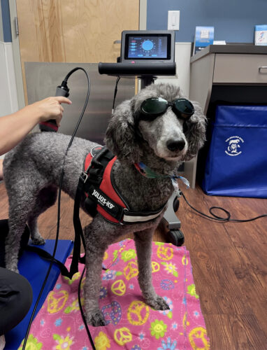 Poodle with goggles receiving laser therapy