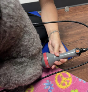 dog getting laser therapy