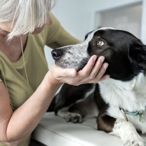 Woman examining a senior dog