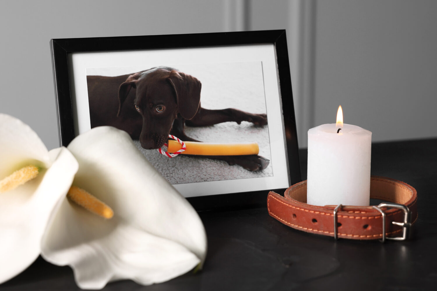 Frame with picture of dog, collar, burning candles and calla flowers on black table, closeup. Pet funeral.