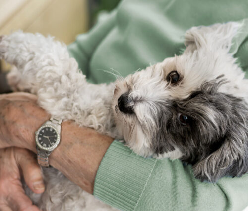 Dog getting snuggled