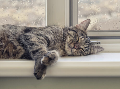 senior cat lying on a windowsill