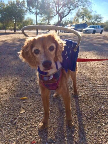 Cute older dog