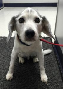 old dog in the vet practice