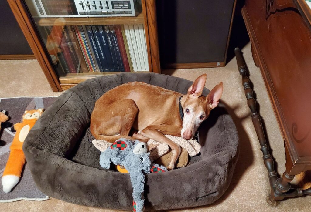 Cirneco dell'Etna dog rests with toys