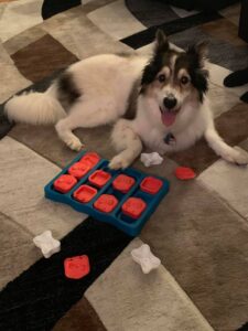 Dog playing with puzzle toy